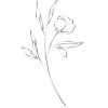 Rose I